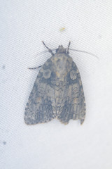 Acronicta exilis