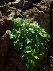Heuchera glabra