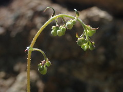 Heuchera glabra