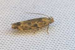 Aristotelia rubidella