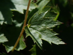 Heuchera glabra