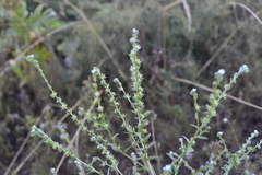 Lappula squarrosa