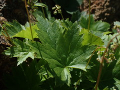 Heuchera glabra