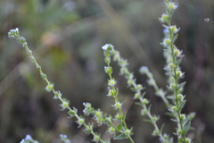 Lappula squarrosa