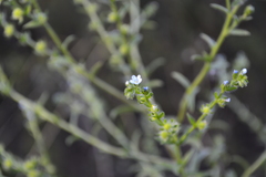 Lappula squarrosa