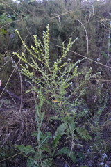 Lappula squarrosa