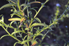 Lappula squarrosa