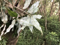 Quercus stenophylloides