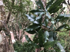 Quercus stenophylloides