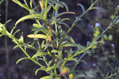 Lappula squarrosa