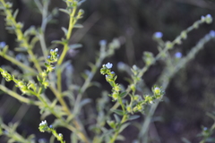 Lappula squarrosa