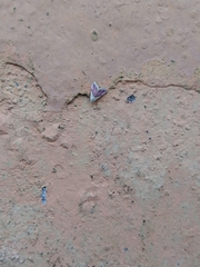 Eublemma roseana