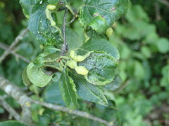 Trichochermes walkeri