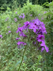 Phlox maculata