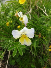 Viola calcarata