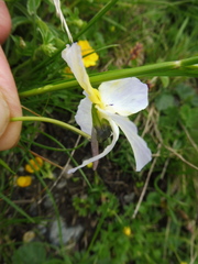 Viola calcarata