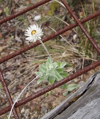 Coronidium newcastlianum