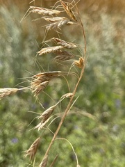 Bromus squarrosus