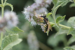 Philanthus triangulum