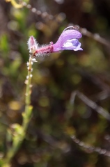 Salvia albicaulis