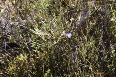 Salvia albicaulis