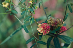 Aculops euphorbicolus