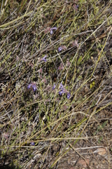 Salvia albicaulis