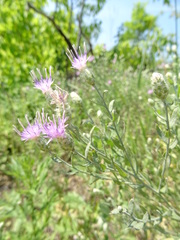 Leuzea repens