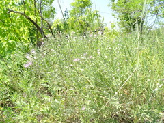 Leuzea repens