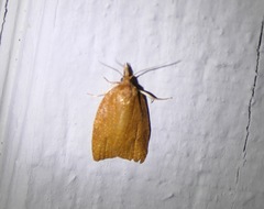 Sparganothis distincta