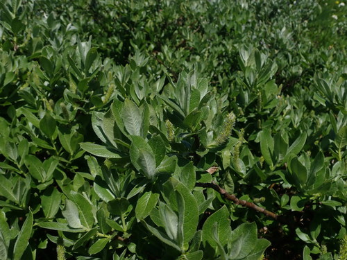 Image of Salix commutata by (c) Nolan Exe, some rights reserved (CC BY)