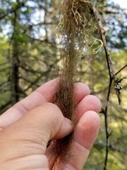 Bryoria trichodes trichodes