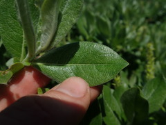 Salix commutata