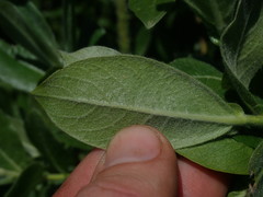 Salix commutata