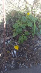 Ficaria verna