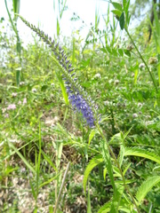 Veronica longifolia