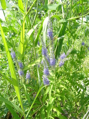 Veronica longifolia