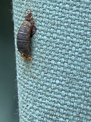 Rogadinae