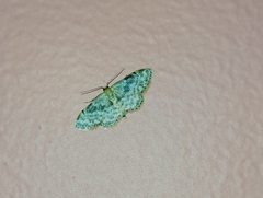 Idaea inquinata