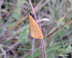 Setina roscida