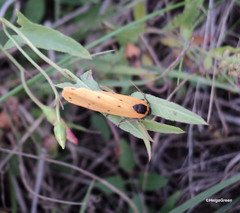 Setina roscida