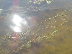 Potamogeton perfoliatus