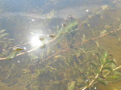 Potamogeton perfoliatus