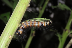 Dysschema leucophaea