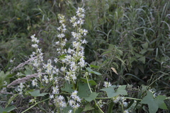 Echinocystis lobata