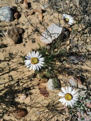 Ursinia pilifera