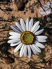 Ursinia pilifera