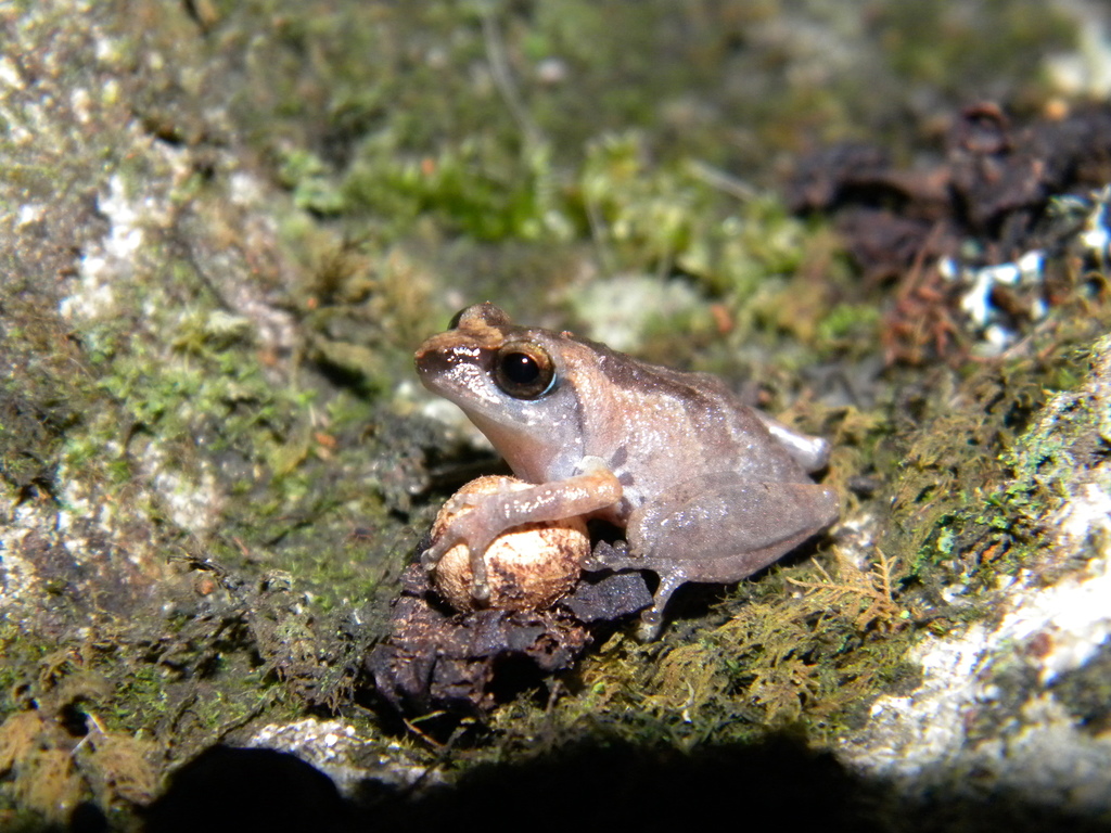 Agasthya Bush Frog