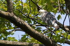 Egretta caerulea × thula