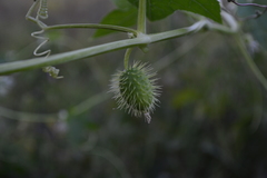 Echinocystis lobata